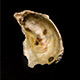 Oysters are Showing Researchers How to Restore Barnegat Bay